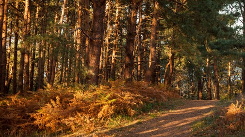 The heath in Autumn at West Runton, Norfolk